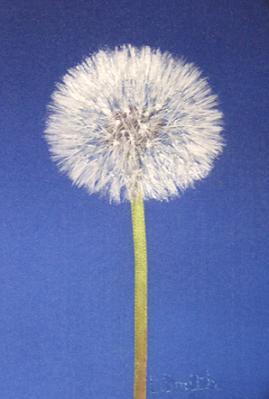 Midnight Moon - small