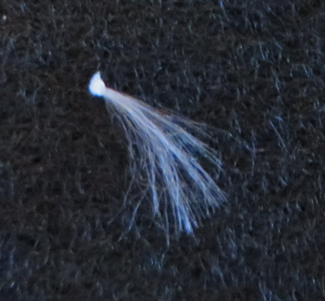 Seed with thread snipped off